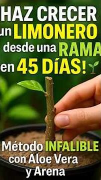 propagación por esquejes truco casero