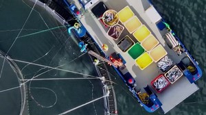 From Farm to Plate: The Billion Dollar Salmon Farming Process