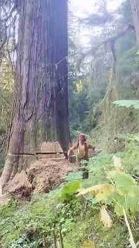 tree falling sound 🌳 🔥 #shortvideo #subscribe #shorts #short