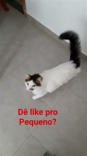 Gato Pequeno perdeu a bolinha