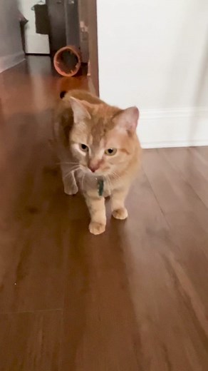 Cala's Story: Orange Cat's Playtime with Treats and Meows