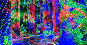 Eight Places to Get Obsessed With teamLab’s Immersive Art