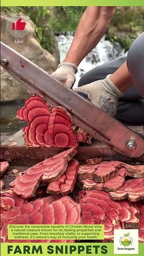 Nature’s Gift — The Power of Chicken Blood Vine 🌿