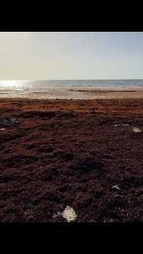 How a seaweed bloom is affecting tourism in Mexico