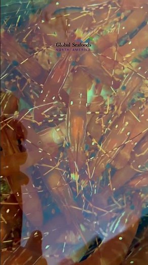 Live Pacific Spot Prawns in Tank | Fresh & Ready to Cook