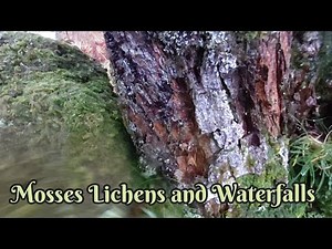 Mosses Lichens and Waterfalls