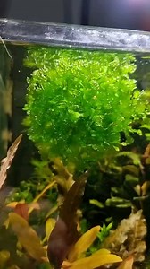 Planet subwassertang