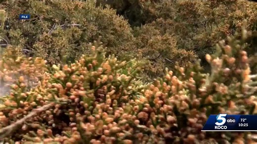 Oklahoma Conservation Commission urges removal of cedar trees to protect land