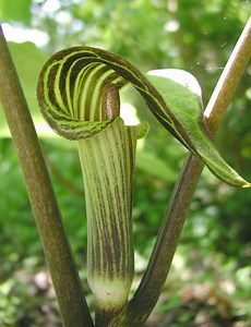 Arisaema triphyllum - Alchetron, The Free Social Encyclopedia