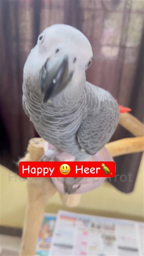 Happy 😆 Heer 🦜| African gray parrot talking #parrot #trending #birds #funny #cute #talkingparot