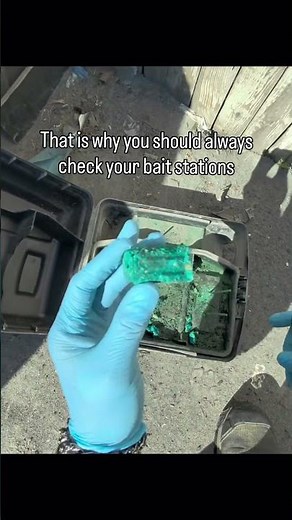 This is why you should always check your bait stations… Rodent bait stations are one of the most