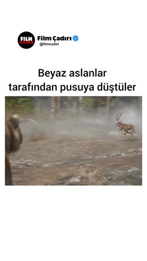 Film Çadırı | 🎬Film Adı: Mufasa Aslan Kral Film Konusu; Efsanesini Simba ve Nala’nın kızı aslan yavrusu Kiara’ya aktarması için Rafiki’den yardım... | Instagram