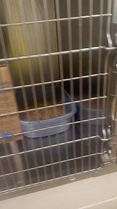 6K views · 63 reactions | Adoptable cats 7-9  For questions stop in or give us a call!  (513)695-1176 230 Cook Road Lebanon, OH | Humane Association of Warren County | Facebook