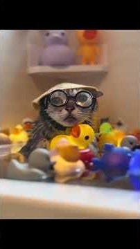 cats with glasses #memes #funny #cats #cat #pets #animals #cute