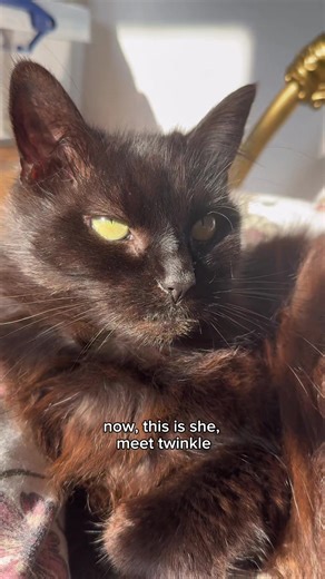 Exploring the Power of Manifestation ✨