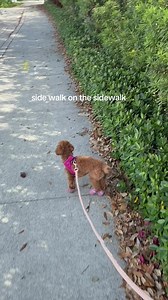 Sidewalk Shenanigans: Taking 'Side Walk' Literally