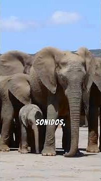 🔴 El Fascinante Lenguaje de los Elefantes 🐘 #AnimalesyMascotas