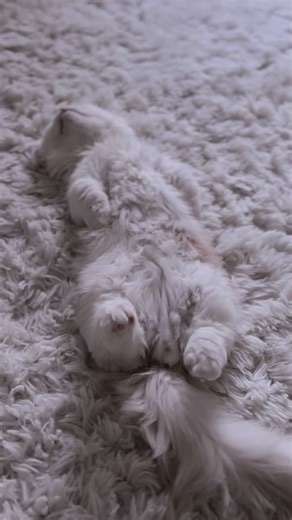 ミヌエット子猫の成長記録：2日目の様子