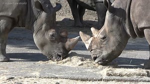 坂道を駆け下りたり、ゆっくりと踏みしめたりと、それぞれの歩き方でバックヤードから運動場へ☆ まるで「行ってきまーす！」という声が聞こえてきそうです！ | アドベンチャーワールド（Adventure world）