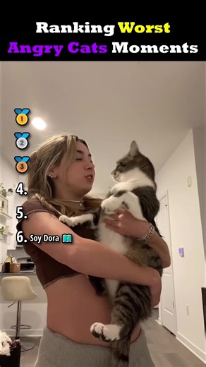 #fyp #ranking #funnyanimals #catsoftiktok #angrycat | Angry Cat
