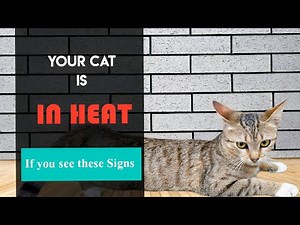HOW TO TELL IF YOUR CAT IS IN HEAT || Estrus || Estrus in cats || Estrus Cycle