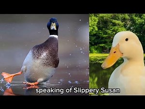 More Funny Duck Videos