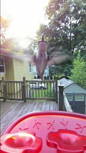 Watch A Beautiful Hummingbird Show Off Its Aerial Skills!