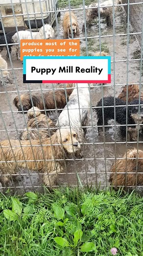 GRAPHIC IMAGE WARNING: We are sharing more of the truth about commercial breeding facilities. This is actual video from a licensed commercial breeder, also known as puppy mill breeders. The USDA is supposed to stop this cruelty, but they’ve been neglecting their job, leaving thousands of animals to suffer. Let’s protect these dogs by supporting #GoldiesAct! Share this video to help raise awareness about Goldie’s Act and visit the link in bio (aspca.org/GoldiesAct) to learn more 🧡 #aspca #Preven