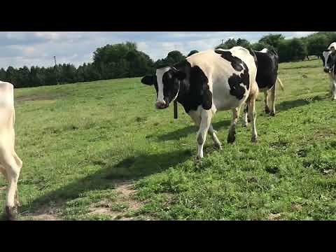 Milking 40 cows in a tie stall barn