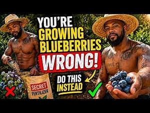How To Grow BIG Blueberries 🫐 + Secret Fertilizer Hack!