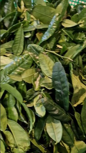 #ผักไทยในฝรั่งเศสงามๆจ้า #ต้นผักชีหอมใบมะกรูดลูกมะกรูด#Shorts