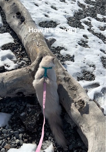 leash training truly works! #catsoftiktok #ragdollcat #rosieragdoll | cat