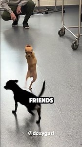 Dog Got A New Wheelchair ❤️