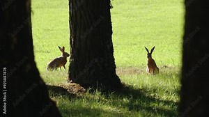 Two hares are seen sitting in the grass, facing each other with a tree trunk in the foreground partially obscuring them. The green grass and bright sunlight create a natural, serene outdoor scene.