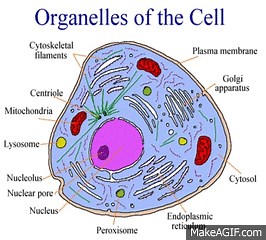 Parts of a Cell on Make a GIF