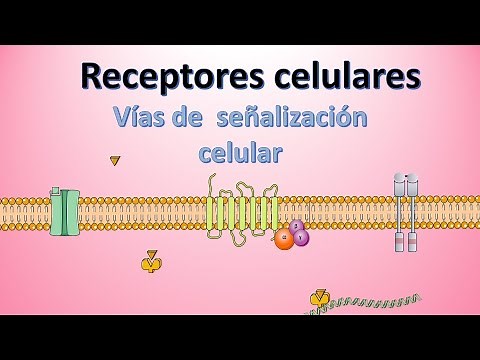 Receptors: Types and Functions (Cell signaling and communication)