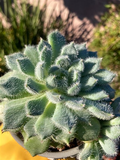 Echeveria Setosa Var. Minor 'mexican Firecracker' | 2" Fresh Cutting | 2", 4" Bare-rooted - Etsy