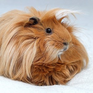 Someone needs a haircut! 💈✂️ Silkie Guinea Pigs are one of the most popular and visually intriguing Guinea Pig breeds in Australia. Learn more about them in our "Silkie Guinea Pig - Breed Profile" 👉 https://bit.ly/3274sm7 | Somerzby