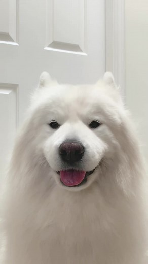 Good day for a floof massage 🐻‍❄️ | Loki & Friends