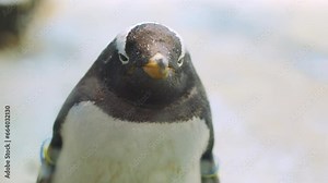 A close-up 4K captures the details of one king penguin's head, eyes and mouth shows this adorable wildlife encapsulates the beauty of zoo animals in their natural environment in beautiful surrounding.