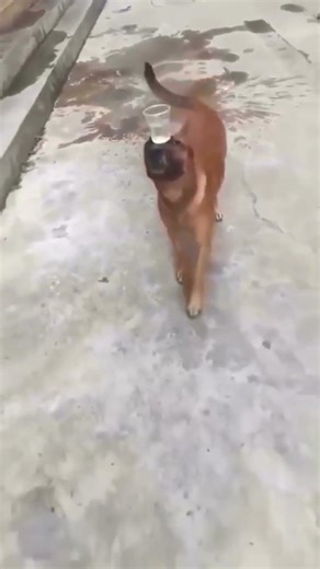 doglife puppydance #fypシ #doglife