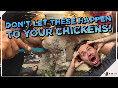 Common Chicken Foot Problems: Causes, Symptoms, Treatment, and Prevention