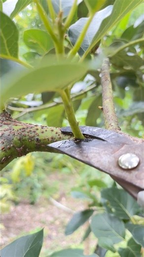 proper pruning of avocado branches #gardeningfruit
