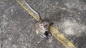 Monkey jump and grab roasted peanut from person’s hand top view outdoor nature. Person feeding hungry monkey hand touching food. Long tail monkey look up jump and reach