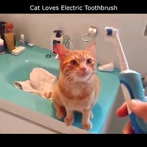 134K views · 1.4K reactions | Awww ~Lumen | Crazy Cat Lady | Facebook