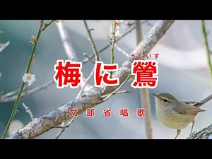 Traditional Japanese Songs｜Ume ni Uguisu “The Bush Warbler on a Plum Tree”
