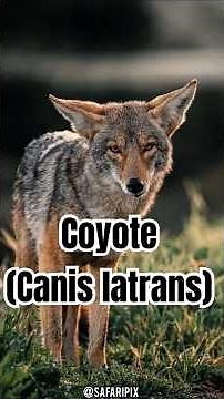 Coyotes in the wild: Adaptability and survival | @SafariPix
