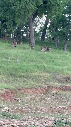 Santa’s. Reindeer #fishing #fish #deer
