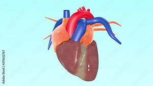 Amazing Realistic 3D animated pulsating Heart Beat pumping action with rotation