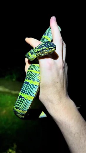 Exploring Indonesia #indonesia #animals #everglades #educational #yoink #wildlife #foryou #snake #fblifestyle #foryourpage #fyp | Fishingarratt